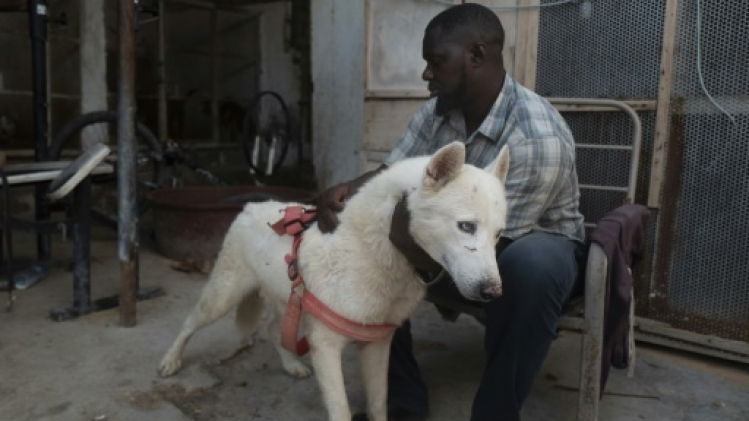 Le husky du désert, nouvelle mode en Mauritanie