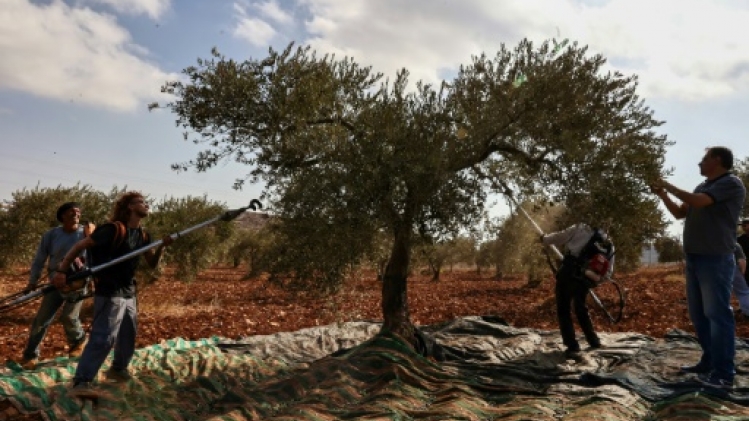 A Gaza et en Cisjordanie, une récolte des olives dans la peur de la guerre et des colons