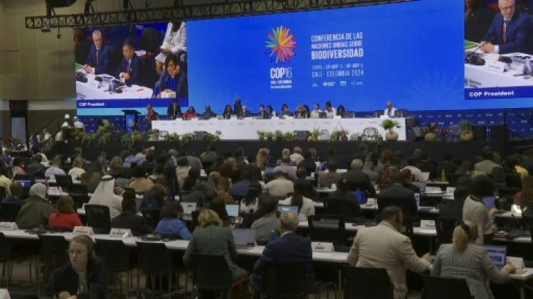 Colombie: ouverture de la COP16 biodiversité pour faire la Paix avec la nature