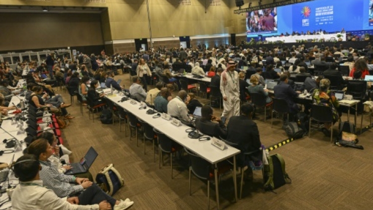 Colombie: ouverture de la COP16 biodiversité pour faire la Paix avec la nature