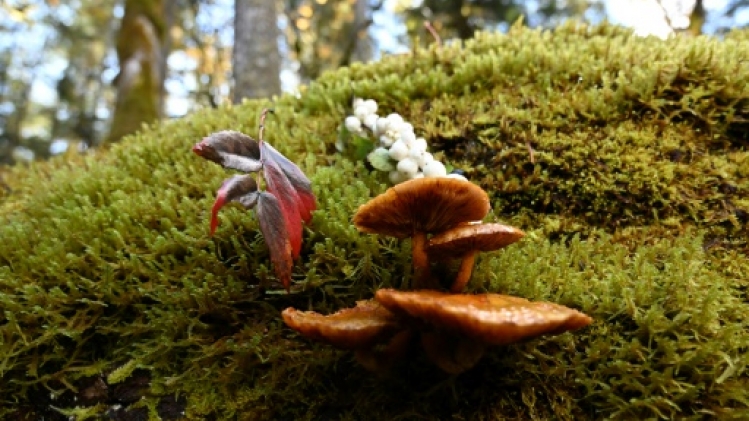 Les champignons, essentiels pour la biodiversité, à la recherche de reconnaissance