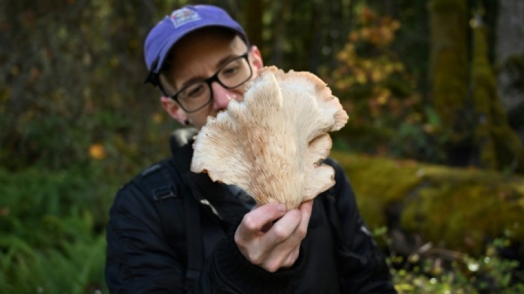 Les champignons, essentiels pour la biodiversité, à la recherche de reconnaissance
