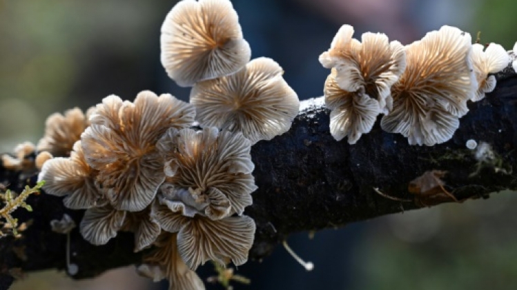Les champignons, essentiels pour la biodiversité, à la recherche de reconnaissance