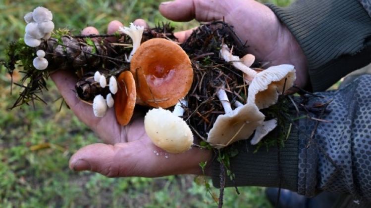 Les champignons, essentiels pour la biodiversité, à la recherche de reconnaissance