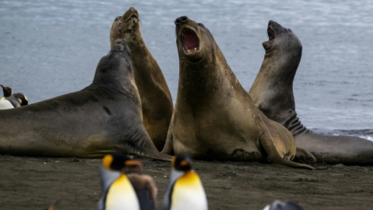 Mortalité anormale d'éléphants de mer sur une île de l'archipel Crozet