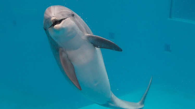 "La Flandre interdit une bonne fois pour toutes": le delphinarium de Bruges fermera ses portes d'ici 2037
