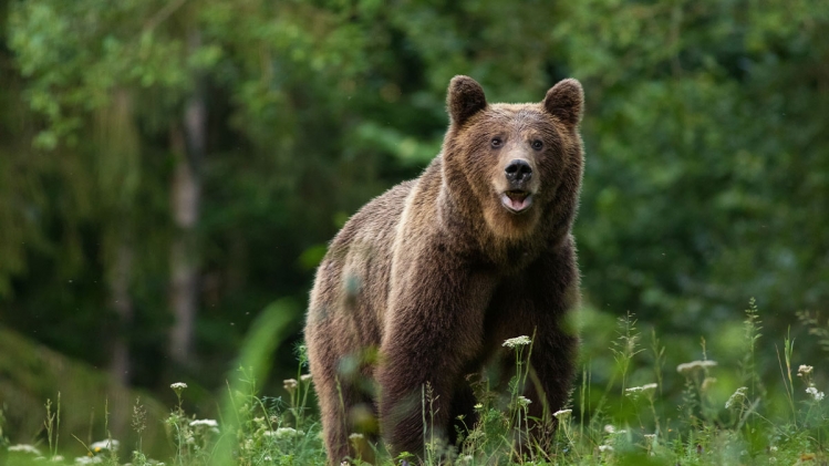 Un chasseur meurt sous le cadavre d'un ours