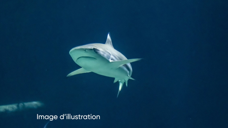 requin