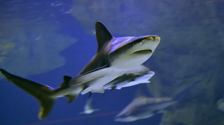 requin