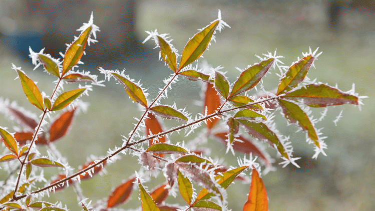 feuille