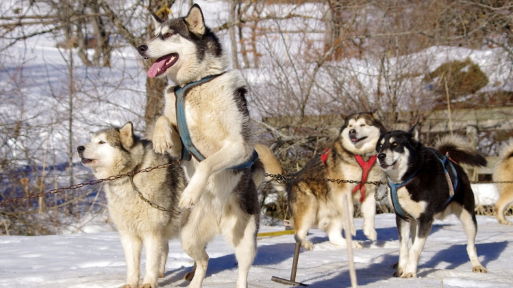 Des Malamutes d'Alaska
