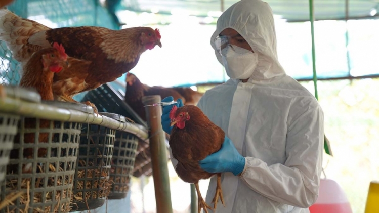 grippe_aviaire
