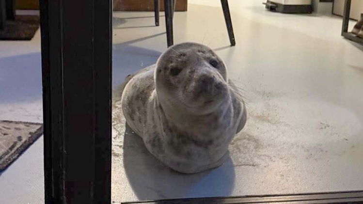 phoque_cstichting_dierenwelzijn_zeeland