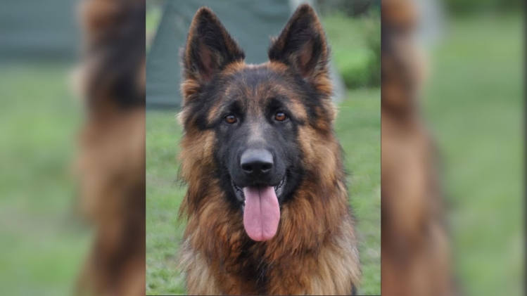 "C'est comme ma fille": Texane, un berger allemand d'une valeur de 30