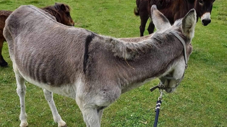 Saisis pour maltraitance à Charleroi, des animaux vont devoir être restitués à leur propriétaire: "Une situation incompréhensible" 