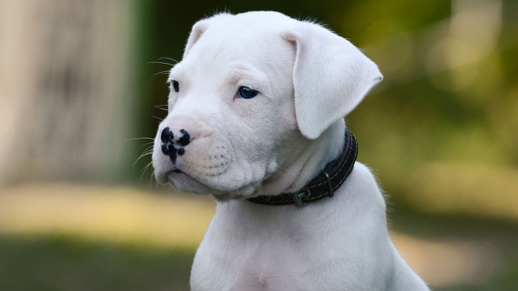 Un dogue argentin