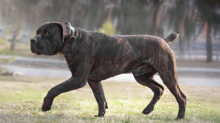 Une femme attaquée par deux grands chiens en Flandre, en présence de ses petits-enfants
