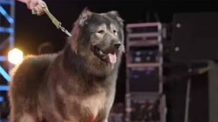 chiennnnnnnnnnnnnnnnnnnnnnnn