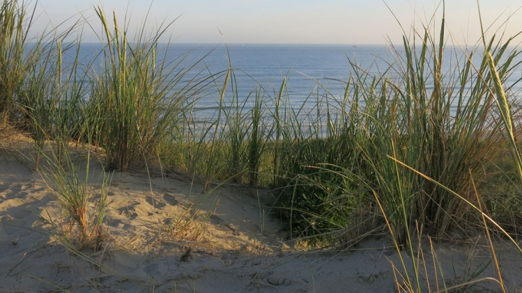Une espèce d'araignée observée pour la première fois sur la côte belge: est-elle dangereuse pour l'homme?