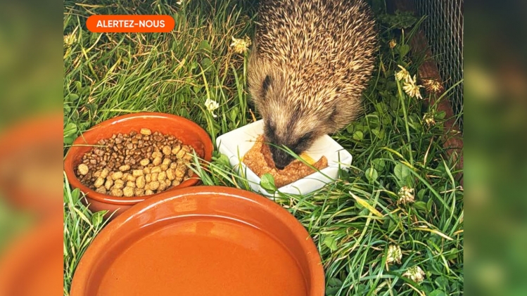 Hérisson dans un jardin de nuit avec de l'eau fraiche et de la nourriture à disposition