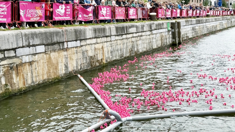 20 000 canards roses photographiés lors de la Pink Duck Race au Kattendijkdok-Oostkaai, à Anvers, le samedi 7 juin 2025. Avec cette course, Think Pink attire l’attention sur la lutte contre le cancer du sein.