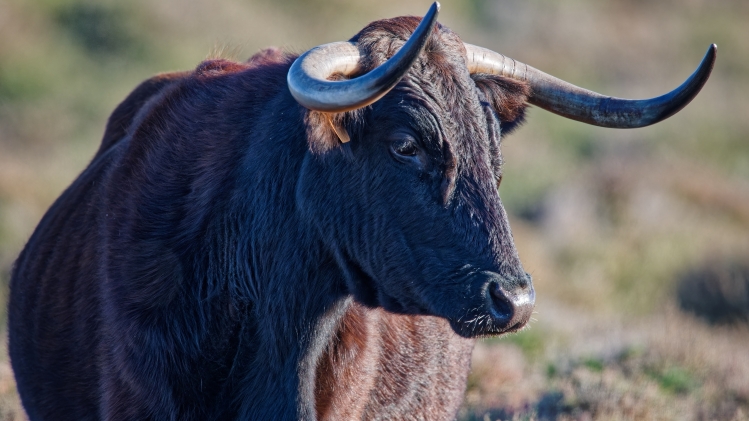 Un taureau de Camargue