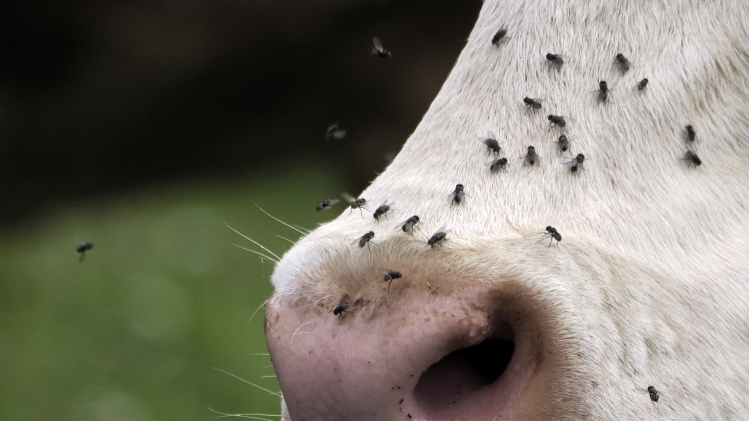 Image d’illustration