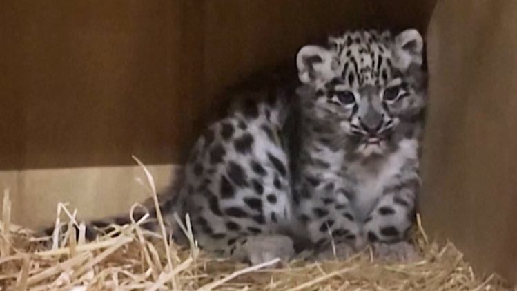 Bébé léopard des neiges