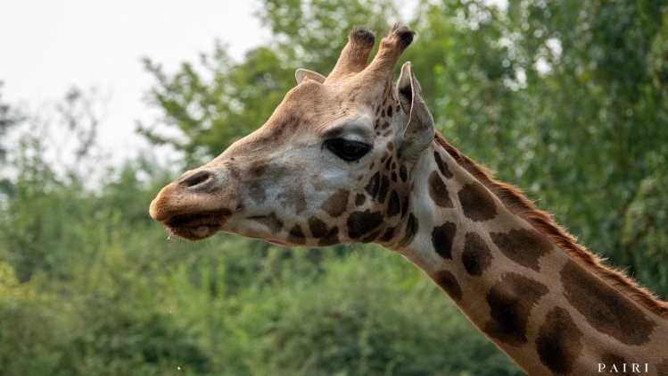 girafe.jpg