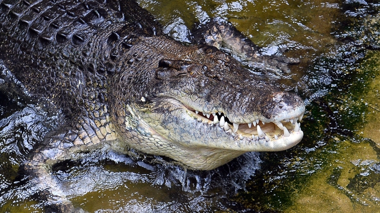 crocodile.jpg