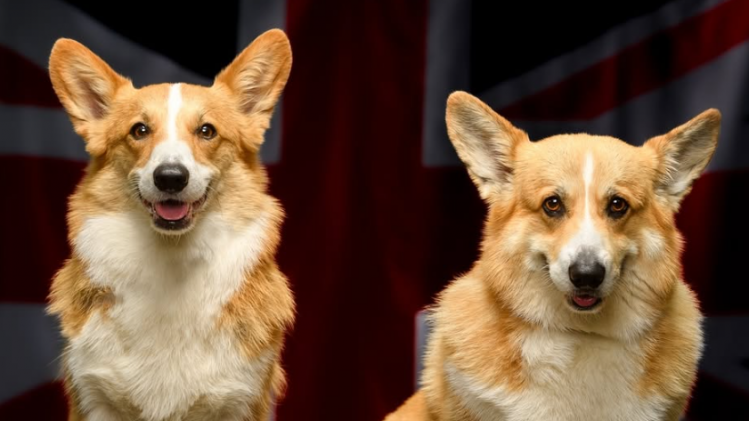 corgi.PNG