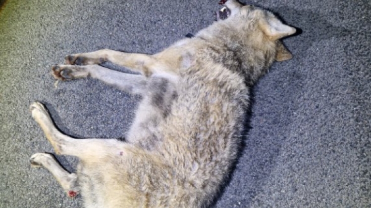 Capture d’écran 2025-11-07 090125.jpg