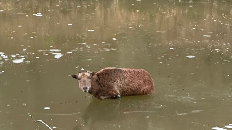 WhatsApp Image 2025-12-31 at 11.00.59.jpeg