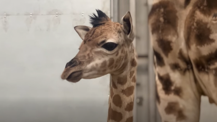 girafon.PNG