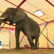 Le cirque Bouglione obligé de se séparer de son éléphant à cause d'une nouvelle règlementation.