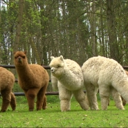Ce couple travaillait dans le secteur de la construction et s'est lancé dans l’élevage de l’alpaga, un animal proche du lama, réputé pour sa laine. Ils ont installé leurs animaux et leur filature à Ciergnon, près de Rochefort.