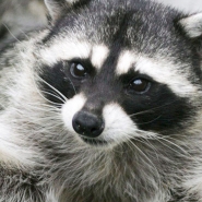 A Paris, ce sont les rats qui prolifèrent, en Wallonie, ce sont les ratons laveurs qui envahissent nos villes et nos campagnes. Ils sont des dizaines de milliers à proliférer et sont visibles, maintenant, jusqu'aux portes de Bruxelles, en forêt de Soignes, notamment.