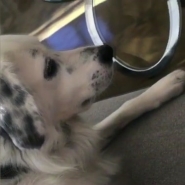 Cheyenne, le chien de Johnny Hallyday, semble écouter attentivement l'album de son maître défunt.