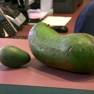 Kenji Fukumitsu, un fermier de la ville côtière de Holualola située dans l'état d'Hawaii, aux Etats-Unis cultive des avocats géants qu'il distribue à des patients d'un hôpital de la ville. Et un fruit est sorti du lot...