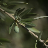 Le secteur de l'huile d'olive en quête de solutions face au changement climatique