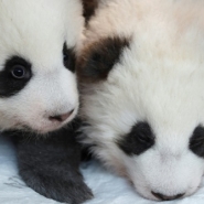 Les deux pandas du zoo de Berlin baptisés Meng Yuan et Meng Xiang