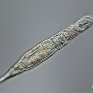 Un animal microscopique survit 24.000 ans dans le permafrost de la Sibérie