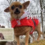 Sarah a vu son petit chien se faire happer et tuer par un renard à Watermael-Boitsfort: Il est possible qu'il l'ait confondu avec un gros rat
