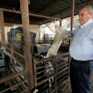 Troupeaux décimés, des éleveurs palestiniens tentent de se relever de la fièvre aphteuse