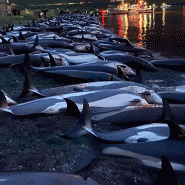 241769000_4249384525116996_5573346838980206480_n