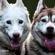 Et si votre chien vous aidait à détecter l'infidélité de votre partenaire?