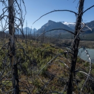La forêt boréale brûle de plus en plus, et c'est un problème pour le climat