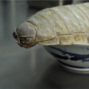 Il est très mignon: un restaurant de Taïwan sert des nouilles à l'isopode géant, une espèce très peu connue
