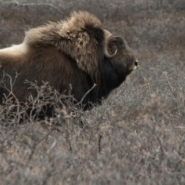 Réchauffement de l'Arctique: rennes et boeufs musqués aident à ralentir le déclin de la biodiversité
