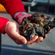 Colruyt récolte les premières moules de sa ferme marine noir-jaune-rouge en mer du Nord